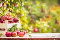 Fresh ripe red apples in wooden crate on garden table Royalty Free Stock Photo