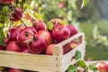 Fresh ripe red apples in wooden crate on garden table Royalty Free Stock Photo