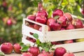 Fresh ripe red apples in wooden crate on garden table Royalty Free Stock Photo