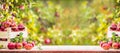 Fresh ripe red apples in wooden crate on garden table Royalty Free Stock Photo