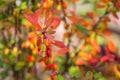 Fresh ripe red berries of barberry on a branch close-up Royalty Free Stock Photo