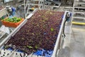 Fresh ripe red bing cherries in a packing warehouse