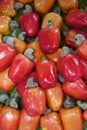 Fresh Ripe Red Brazilian Caju Cashew Fruit