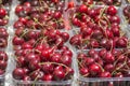 Fresh ripe red Cherries Prunus avium Royalty Free Stock Photo