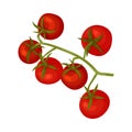 Fresh Ripe Red Cherry Tomatoes, Vegan Healthy Vegetable, Culinary Ingredient Vector Illustration Royalty Free Stock Photo