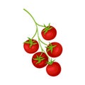 Fresh Ripe Red Cherry Tomatoes, Vegan Organic Healthy Vegetable Vector Illustration Royalty Free Stock Photo