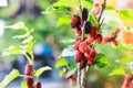 Fresh ripe red and dark purple sweet mulberry fruit from natural tree background. Mulberries health benefits are to improve Royalty Free Stock Photo