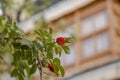 A fresh ripe red dog-rose on a green branch with leaves against a blurred window Royalty Free Stock Photo