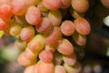 Fresh ripe red grape Royalty Free Stock Photo