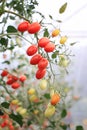 Fresh ripe red and green tomatoes growing on the vine in greenhouse .Ripe organic tomatoes in garden ready to harvest . Selected Royalty Free Stock Photo