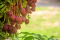 Fresh ripe red lychee fruit hang on the lychee tree in the garden Royalty Free Stock Photo