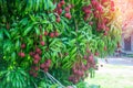 Fresh ripe red lychee fruit hang on the lychee tree in the garden Royalty Free Stock Photo