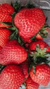 Fresh ripe red organic berry strawberries in a plastic box. Closeup view on a natural texture background. Royalty Free Stock Photo