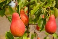 Fresh Ripe Red Pears On The Pear Tree Branch