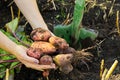 Fresh ripe red Potato Harvest time. red Potato in hands. homemade sprouted potatoes in your garden. Home gardening or Royalty Free Stock Photo