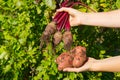 Fresh ripe red Potato Harvest time. red Potato in hands. homemade sprouted potatoes in your garden. Home gardening or Royalty Free Stock Photo