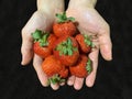 Fresh ripe red strawberries group on human hand with black space background Royalty Free Stock Photo