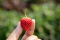 Fresh ripe red strawberry in hand Royalty Free Stock Photo