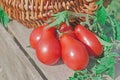 Fresh ripe red tomatoes in a basket on the garden Royalty Free Stock Photo