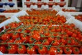 Fresh ripe red tomatoes in boxes in whole sale market Royalty Free Stock Photo