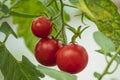 Fresh ripe red tomatoes on the branch Royalty Free Stock Photo
