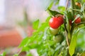 Fresh ripe red tomatoes plant growth in a family garden ready to harvest. Royalty Free Stock Photo