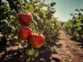 Fresh ripe red tomatoes plant growth in organic garden ready to harvest Royalty Free Stock Photo