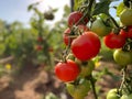 Fresh ripe red tomatoes plant growth in organic garden ready to harvest