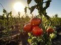 Fresh ripe red tomatoes plant growth in organic garden ready to harvest