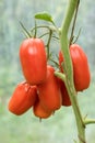 Fresh ripe red tomatoes plant growth in organic greenhouse garden ready to harvest Royalty Free Stock Photo