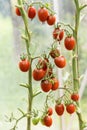 Fresh ripe red tomatoes plant growth in organic greenhouse garden ready to harvest Royalty Free Stock Photo