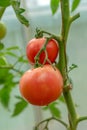 Fresh ripe red tomatoes plant growth in organic greenhouse garden ready to harvest Royalty Free Stock Photo