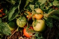 Fresh ripe red tomatoes and some tomatoes that are not ripe yet hanging on the vine of a tomato plant Royalty Free Stock Photo