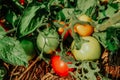 Fresh ripe red tomatoes and some tomatoes that are not ripe yet hanging on the vine of a tomato plant Royalty Free Stock Photo