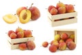 Fresh ripe red and yellow plums in a wooden box Royalty Free Stock Photo