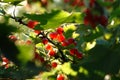 Fresh ripe redcurrants on a bush in the garden on a sunny morning, closeup. Red currants glowing in the backlight of the sun