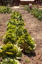 Fresh ripe romaine lettuce grows on a small organic farm Royalty Free Stock Photo