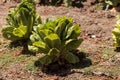 Fresh ripe romaine lettuce grows on a small organic farm Royalty Free Stock Photo