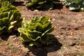 Fresh ripe romaine lettuce grows on a small organic farm Royalty Free Stock Photo