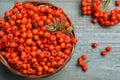 Fresh ripe rowan berries with leaves in wicker bowl on grey table, top view. Space for text Royalty Free Stock Photo