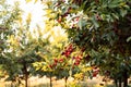 Fresh ripe sour cherry hanging on cherry tree Royalty Free Stock Photo