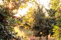 Fresh ripe sour cherry hanging on cherry tree Royalty Free Stock Photo