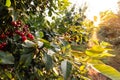 Fresh ripe sour cherry hanging on cherry tree Royalty Free Stock Photo