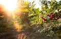 Fresh ripe sour cherry hanging on cherry tree Royalty Free Stock Photo