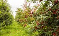 Fresh ripe sour cherry hanging on cherry tree Royalty Free Stock Photo