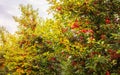 Fresh ripe sour cherry hanging on cherry tree Royalty Free Stock Photo