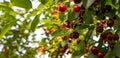 Fresh ripe sour cherry hanging on cherry tree Royalty Free Stock Photo