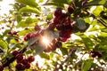 Fresh ripe sour cherry hanging on cherry tree Royalty Free Stock Photo