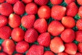 Fresh ripe strawberries background top view. Harvested on farm organic strawberry wallpaper.