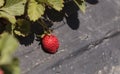 Fresh ripe strawberries Royalty Free Stock Photo